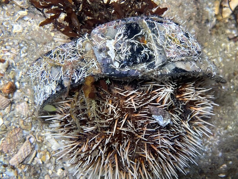 07-14-22 Sea Urchin with Buckle.jpeg
