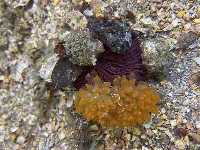 07-14-22 Sea Urchin with Mangrove Tunicate.jpeg