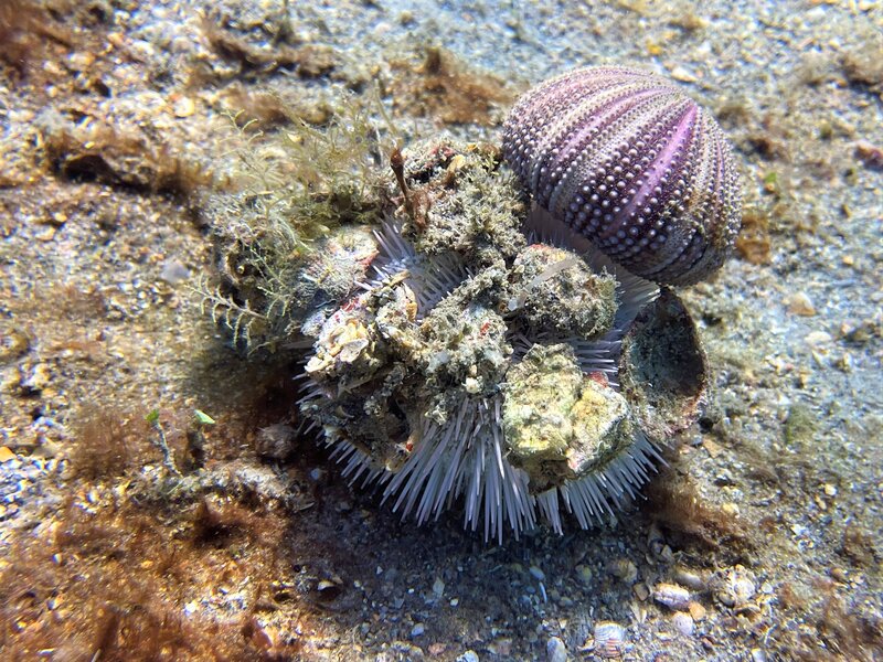 07-14-22 Sea Urchin with Sea Urchin Test.jpeg