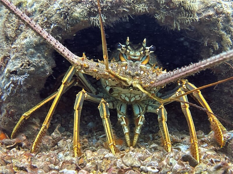 07-17-22 Spiny Lobster.jpeg