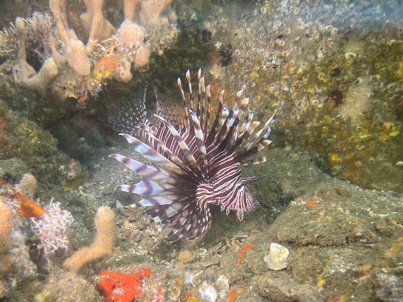 07-24-23 Lionfish LIght.jpg