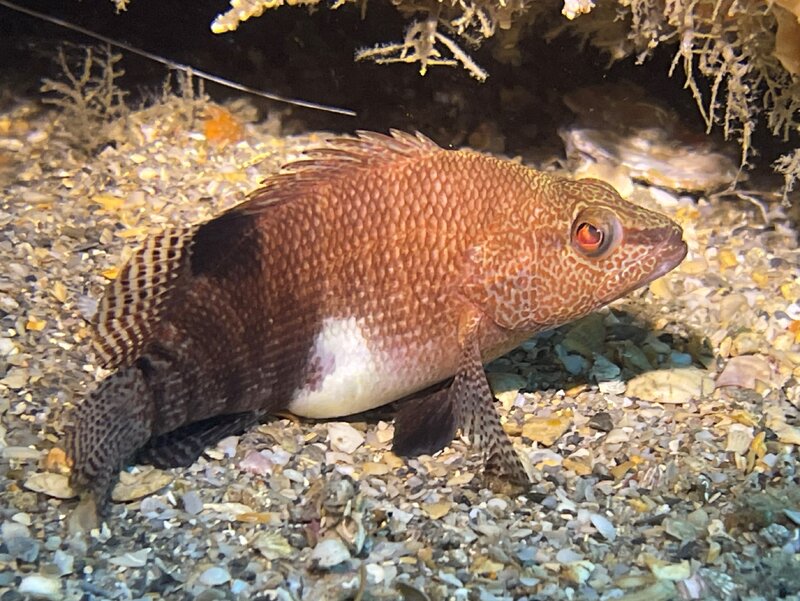 07-25-23 Belted Sandfish.jpg