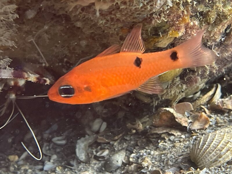 07-27-22 Two Spot Cardinalfish.jpeg