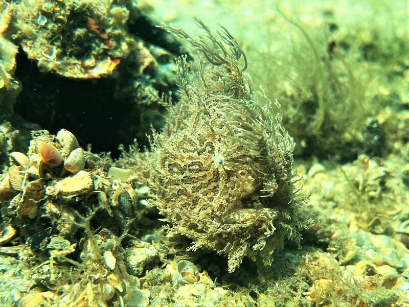 07-29-22 Frogfish.jpeg