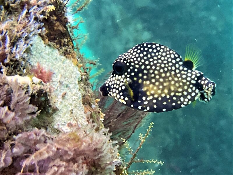 07-30-22 Smooth Trunkfish.jpeg