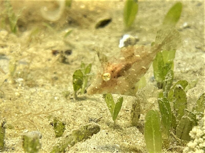 08-03-22 Pygmy Filefish.jpeg