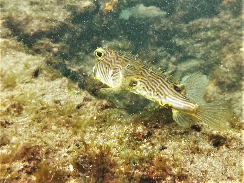 08-06-22 Striped Burrfish.jpeg