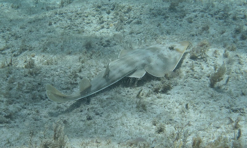 08-07-24 Guitarfish.jpg