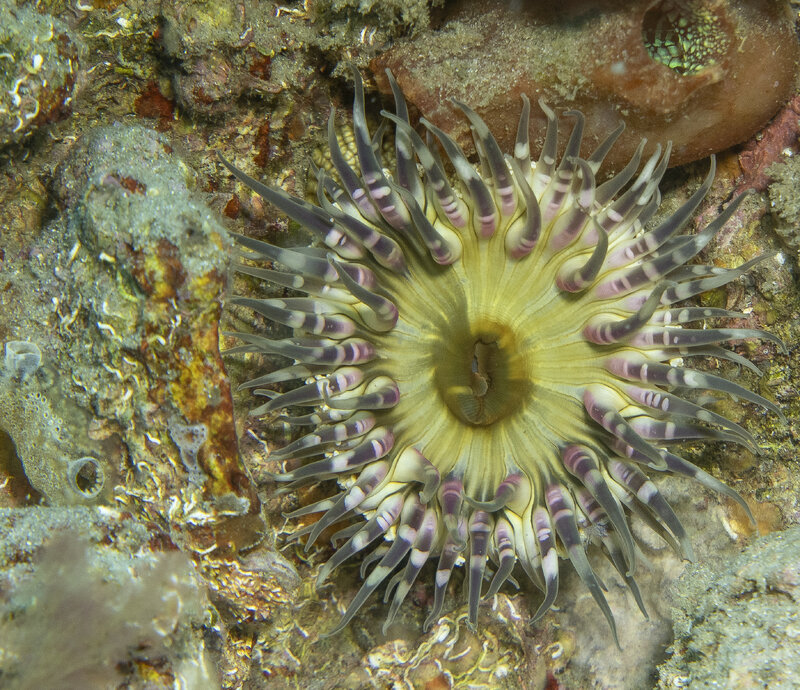 08-08-24 Anemone.jpg