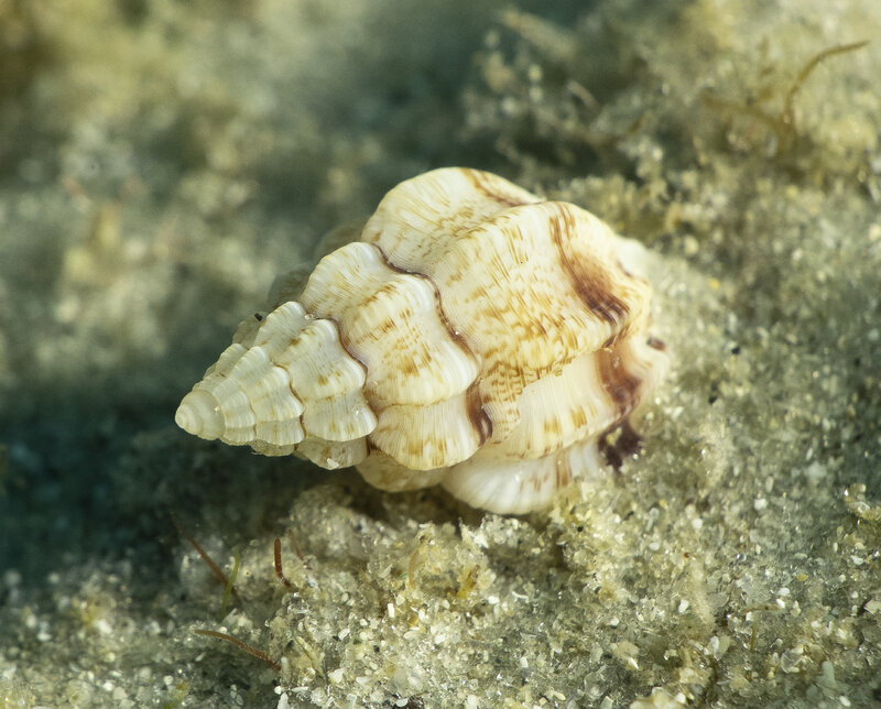 08-08-24 Gastropod.jpg