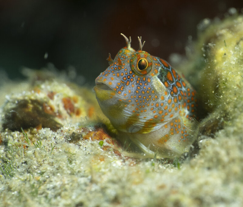 08-08-24 Tesselated Blenny.jpg