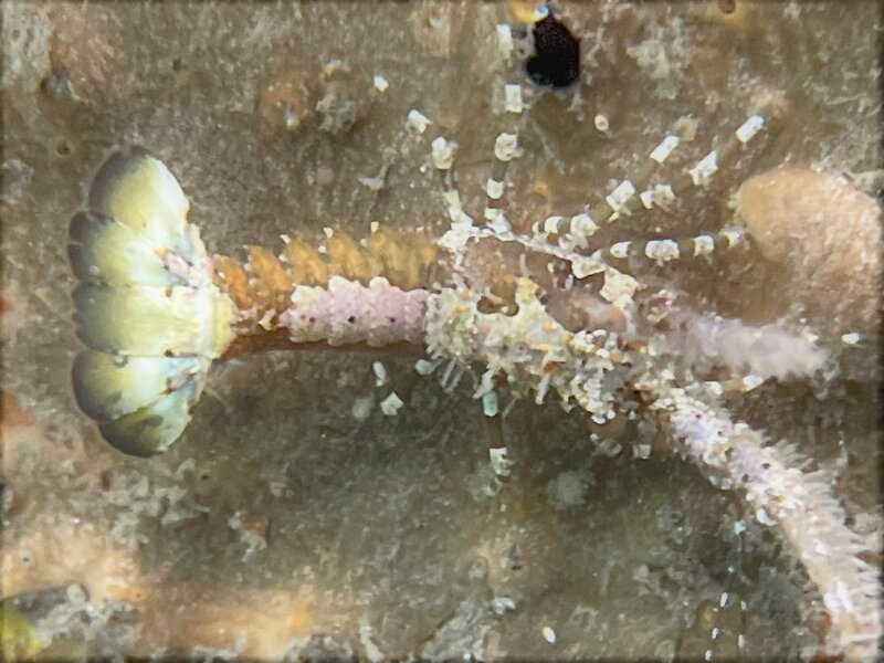 08-11-22 Juvenile Spiny Lobster.jpeg