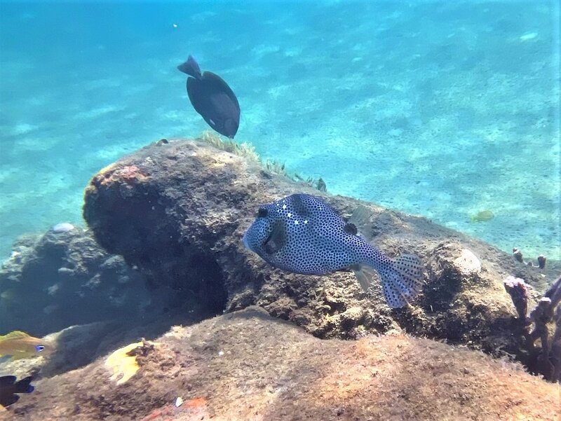 08-15-22 Spotted Trunkfish.jpeg