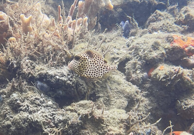 08-19-23 Spotted Trunkfish.jpg