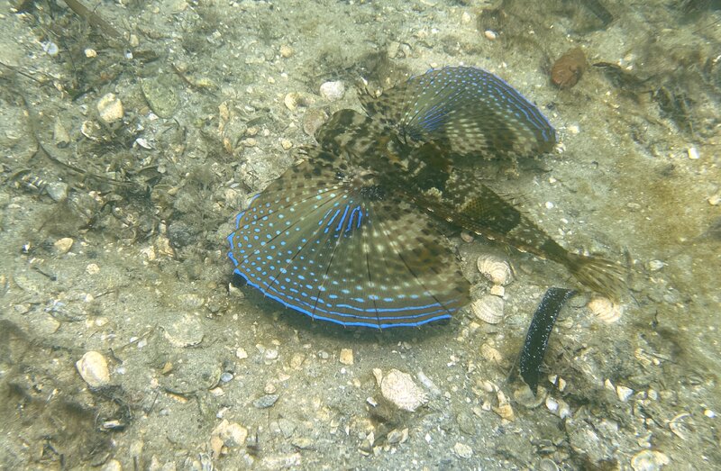 08-21-23 Flying Gurnard - Copy.jpg