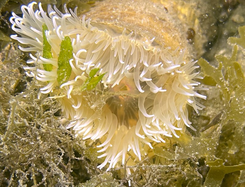 08-21-23 Hitchhiker Anemone - Copy.jpg