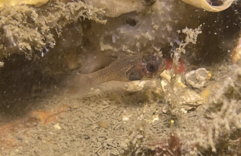 08-22-23 Freckled Cardinalfish.jpg