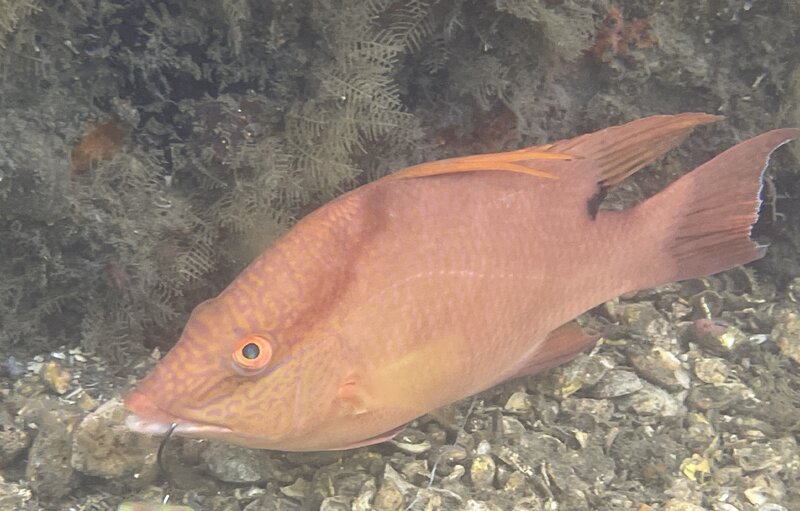 08-22-23 Hogfish.jpg