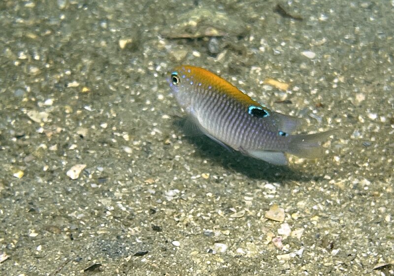 08-23-23 Dusky Damselfish.jpg