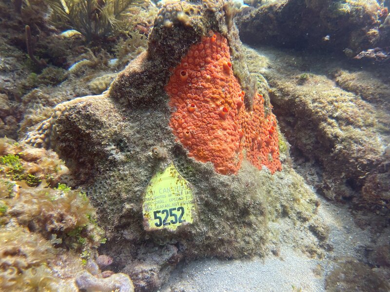 08-24-22  coral tag 5252.jpeg 08-24-22  coral tag 5252.jpeg