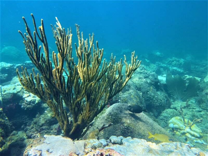 08-24-22 Gorgonian Among Hard Coral.jpeg 08-24-22 Gorgonian Among Hard Coral.jpeg