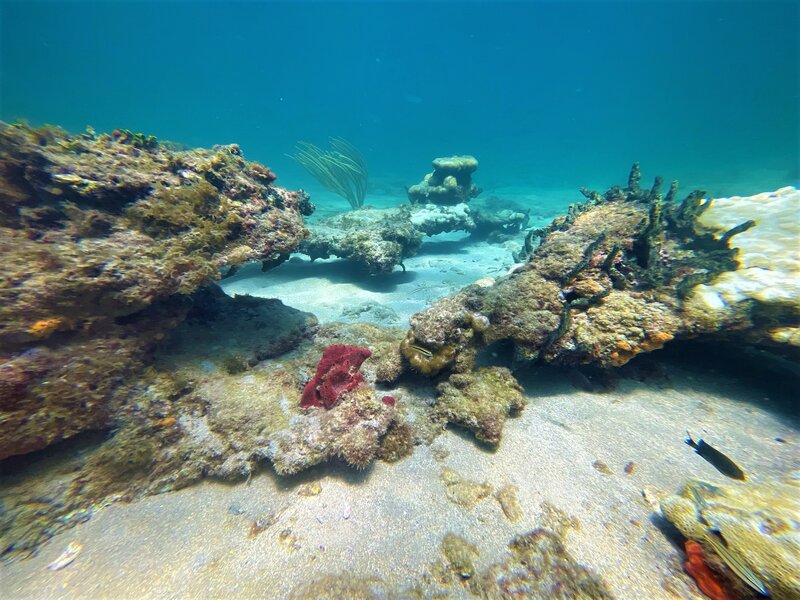 08-24-22 Undercut Coral Formation 2.jpeg 08-24-22 Undercut Coral Formation 2.jpeg