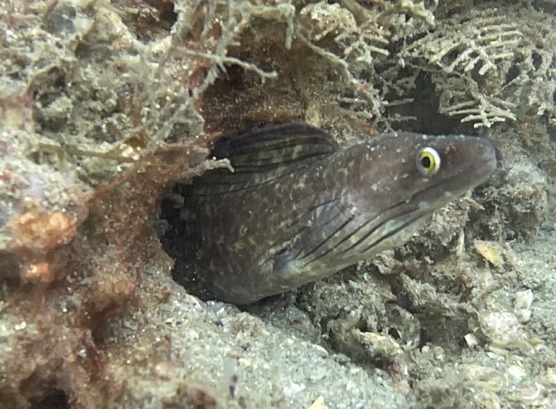 08-24-23 Purplemouth Moray.jpg