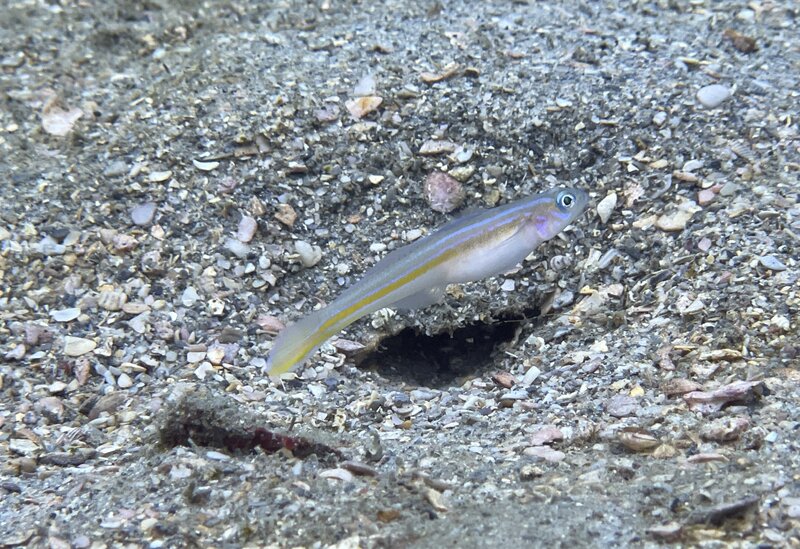 08-24-23 Seminole Goby.jpg