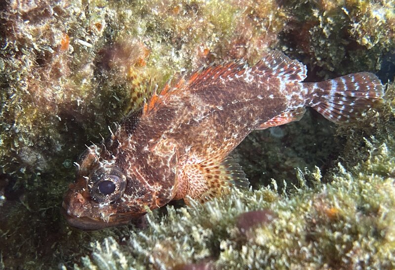08-26-23 Reef Scorpionfish.jpg