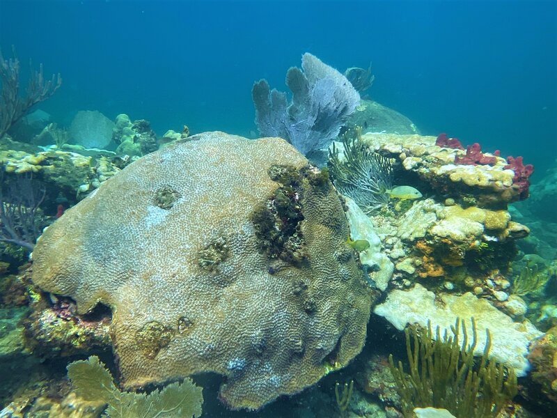 08-28-22 Great Star Coral.jpeg 08-28-22 Great Star Coral.jpeg