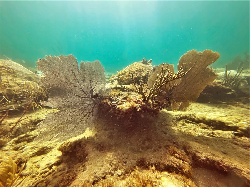 08-28-22 Seafan East View.jpeg 08-28-22 Seafan East View.jpeg