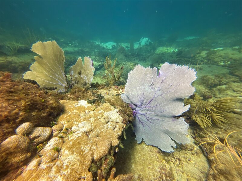 08-28-22 Seafan West View.jpeg 08-28-22 Seafan West View.jpeg