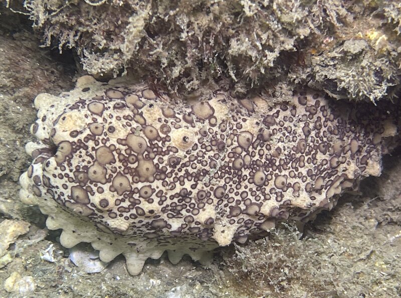 08-29-23 Chocolatechip Sea Cucumber.jpg