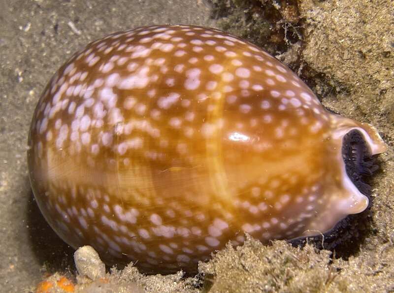 08-29-23 Cowry.jpg