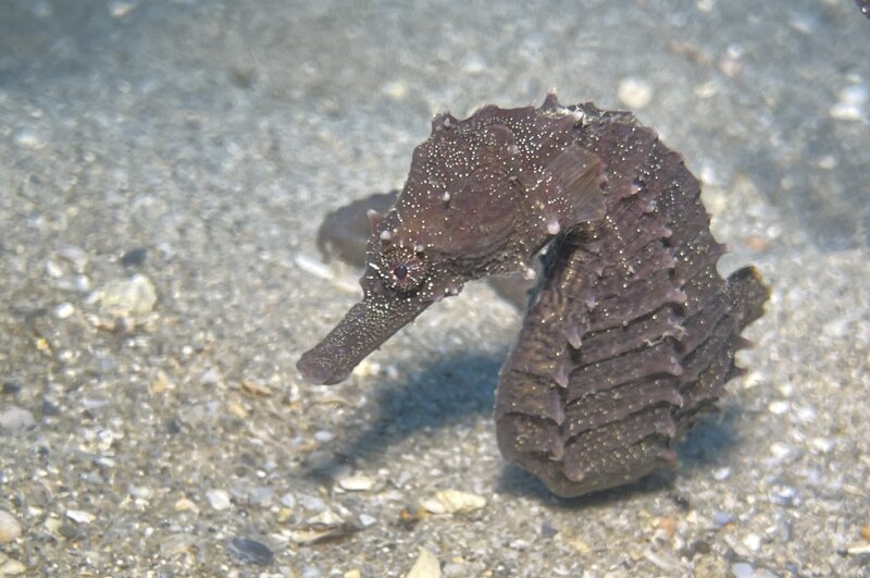 08-29-23 Lined Seahorse1.jpg