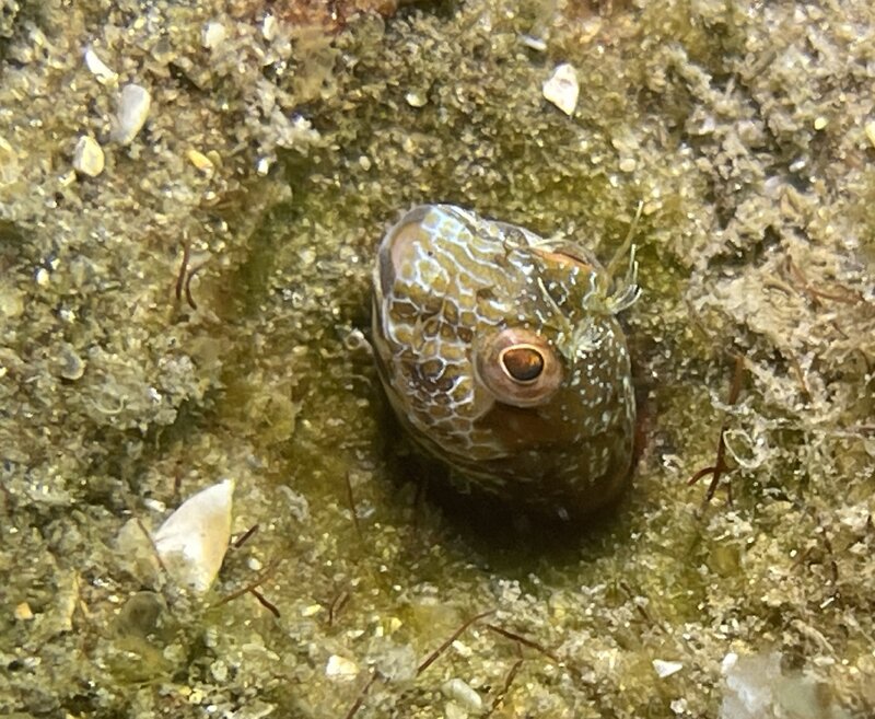 08-29-23 Seaweed Blenny.jpg