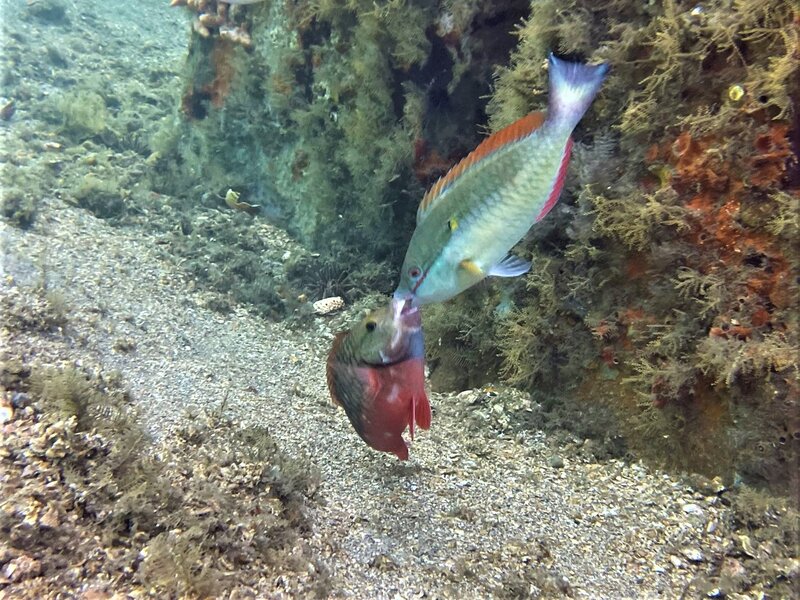 08-31-22 Parrotfish Liplock.jpeg