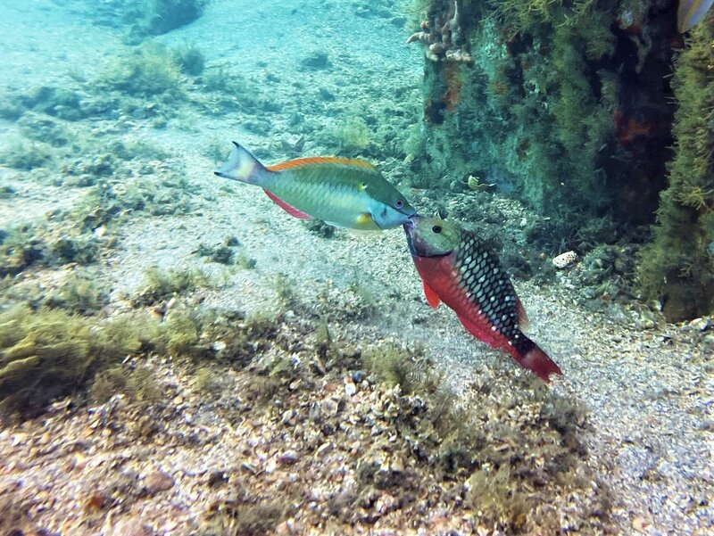 08-31-22 Parrotfish Liplock1.jpeg