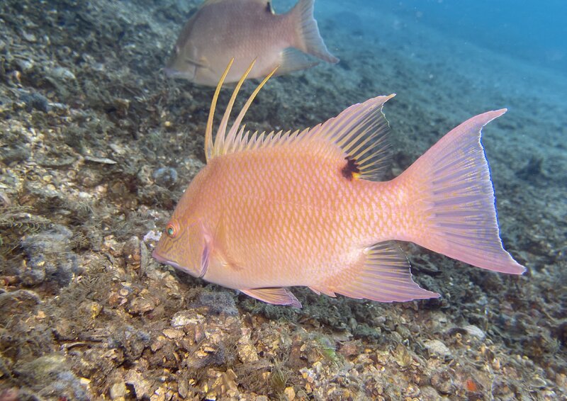 08-31-23 Hogfish.jpg