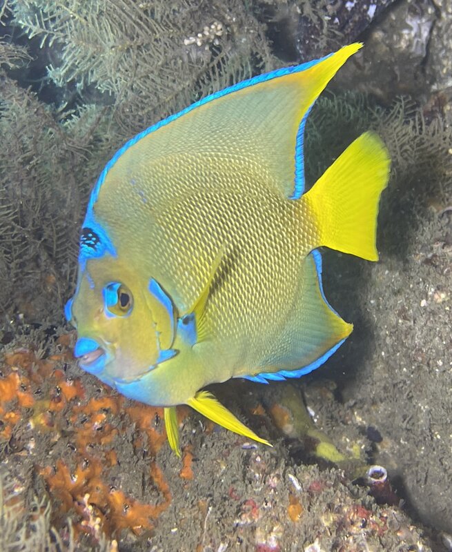 08-31-23 Juvenile Queen Butterflyfish.jpg