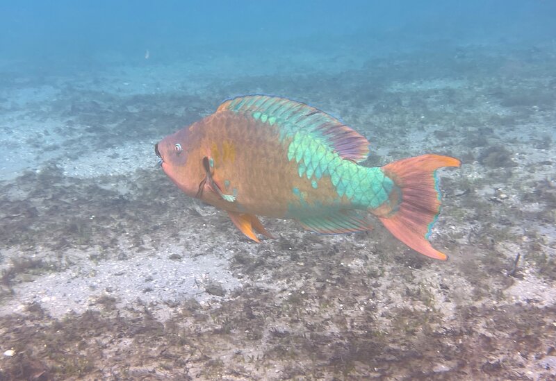 08-31-23 Rainbow Parrotfish.jpg