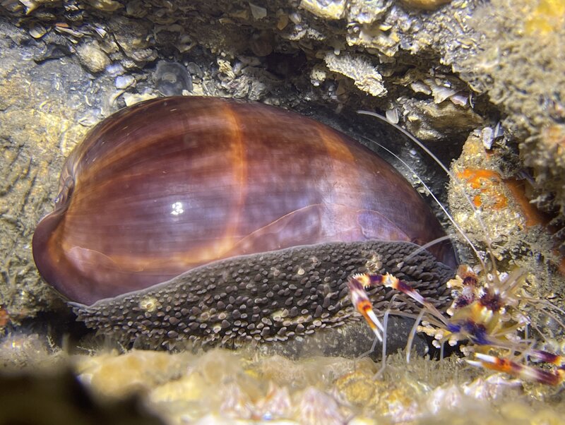 09-01-23 Deer Cowry.jpg