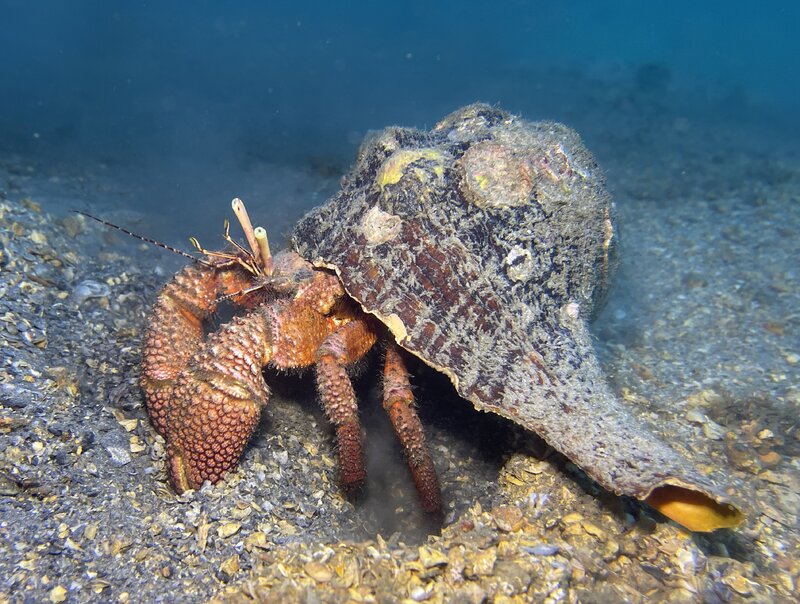 09-01-23 Giant Hermit Crab.jpg