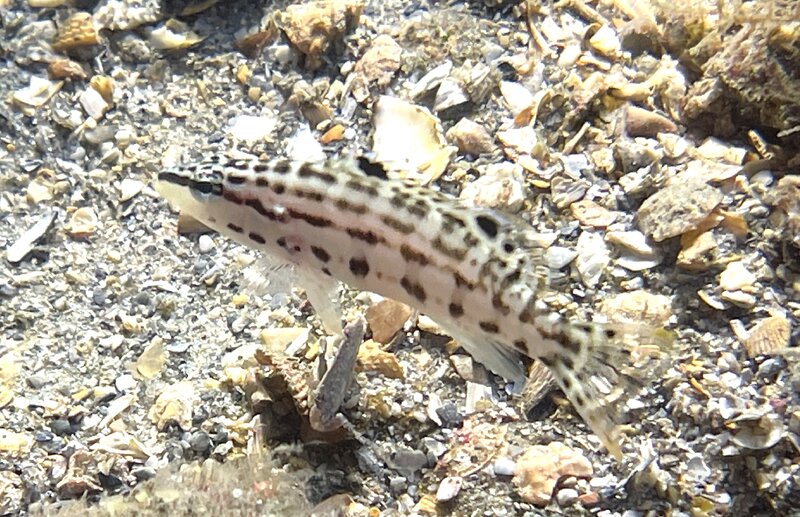 09-01-23 Juvenile Harlequin Bass.jpg