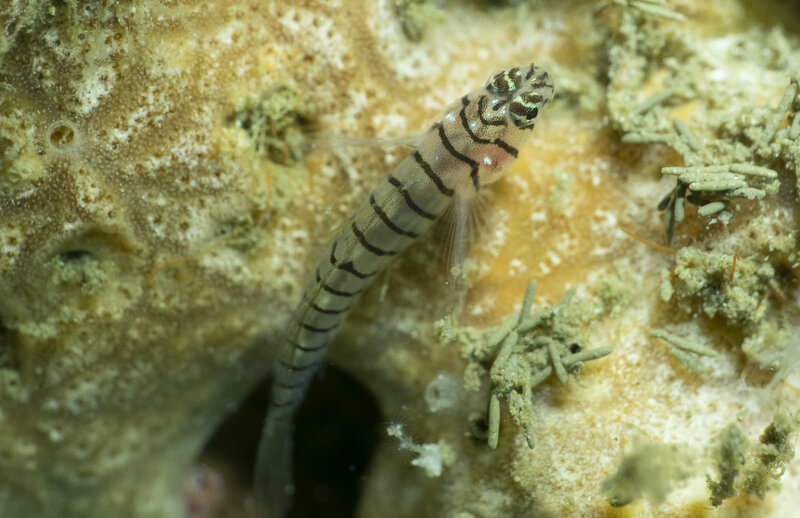 09-01-24 Tiger Goby.jpg