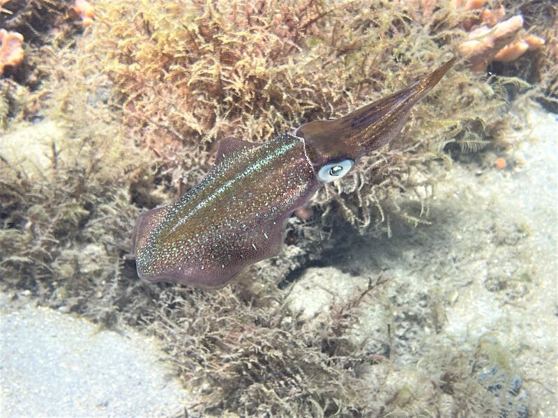 09-02-22 Caribbean Reef Squid.jpeg