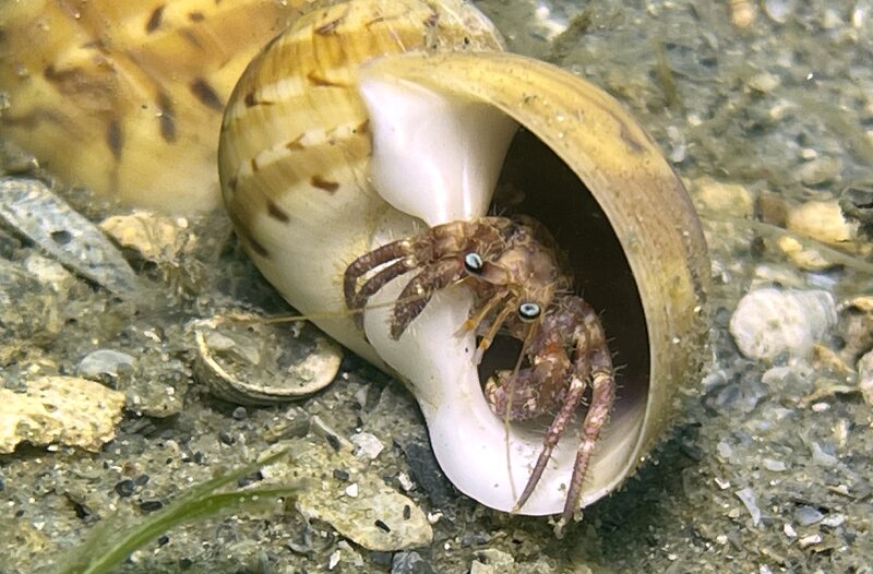 09-04-23 Bareye Hermit Crab.jpg