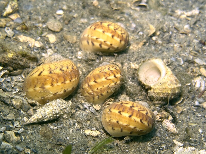 09-04-23 Colorful Moon Snails.jpg