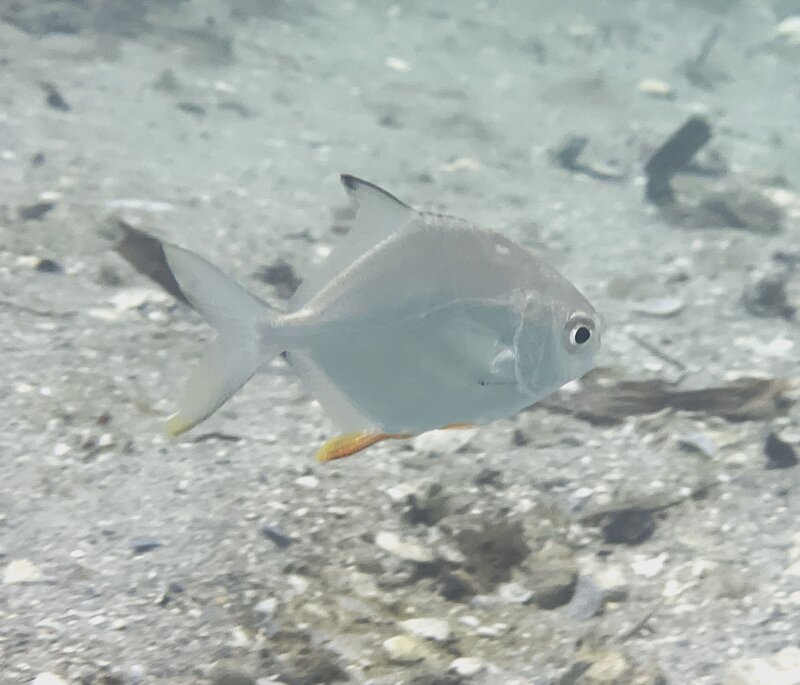 09-04-23 Juvenile Permit.jpg