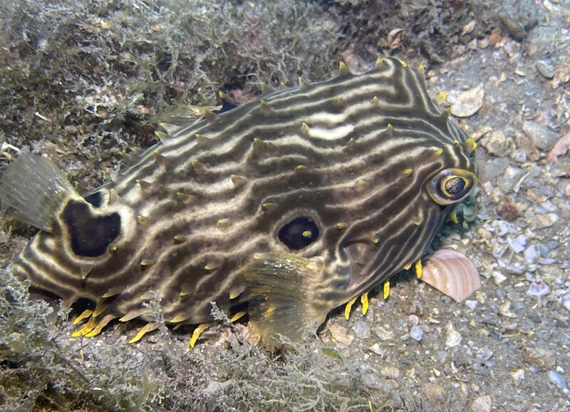 09-04-23 Striped Burrfish.jpg